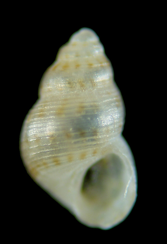 Il genere Setia e Crisilla nel Mediteraneo